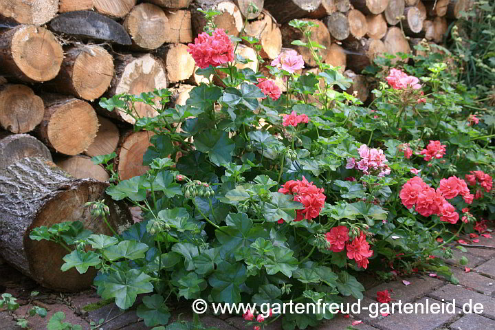 Pelargonium – Geranie