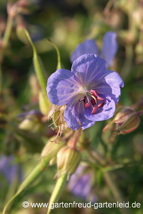 Geranium – Storchschnabel, Blüte und Früchte