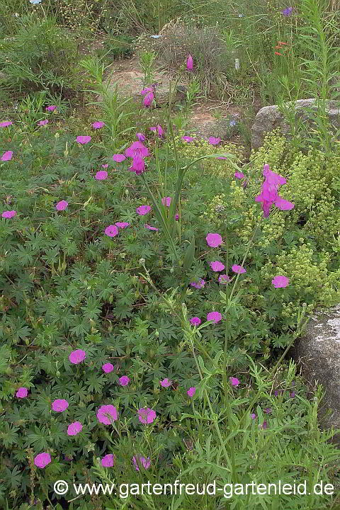 Geranium sanguineum mit Gladiolus imbricatus