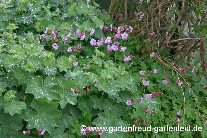 Geranium macrorrhizum 'Ingwersens Variety' mit Alchemilla mollis
