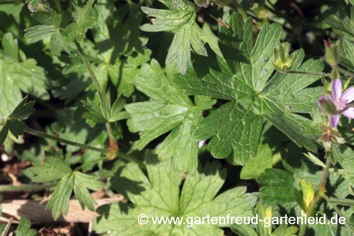 Geranium asphodeloides subsp. asphodeloides – Affodill-Storchschnabel – Blätter