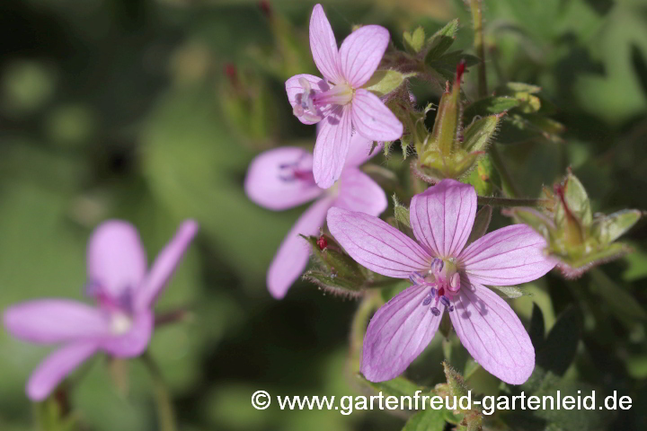 Geranium asphodeloides subsp. asphodeloides – Affodil-Storchschnabel