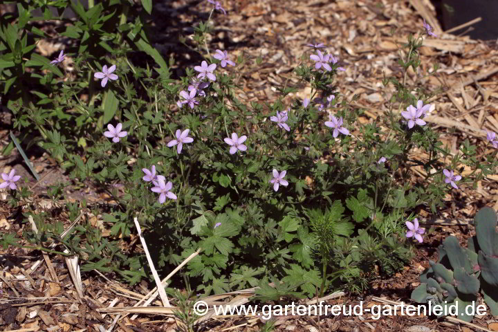 Geranium asphodeloides subsp. asphodeloides – Affodill-Storchschnabel