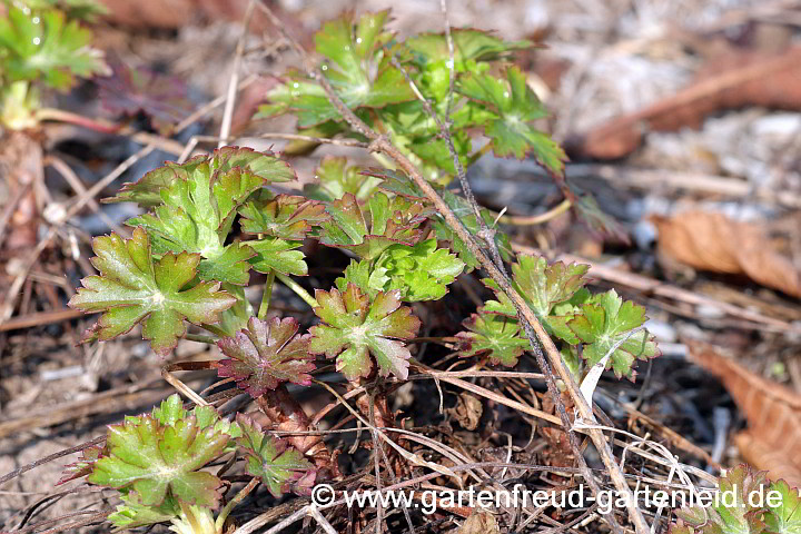 Geranium x cantabrigiense 'Biokovo' – Cambridge-Storchschnabel