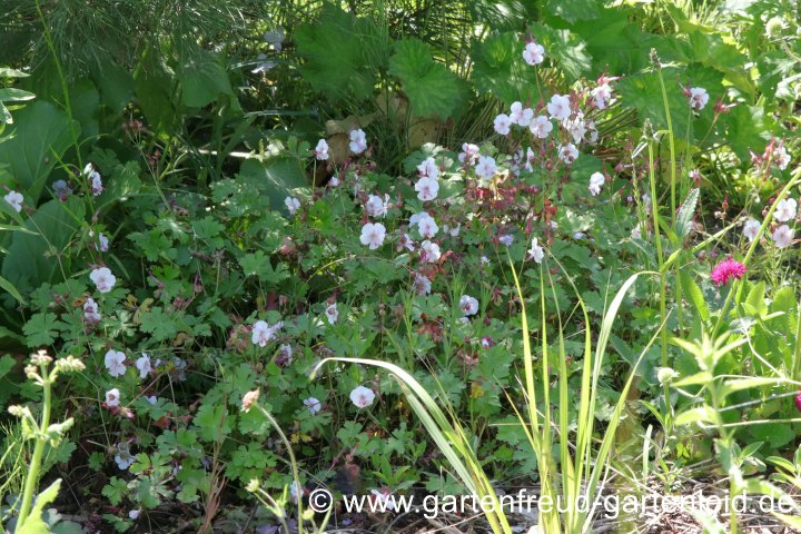 Geranium x cantabrigiense 'Biokovo' – Cambridge-Storchschnabel