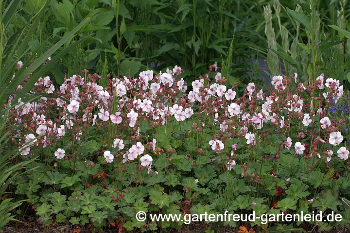 Geranium x cantabrigiense 'Biokovo' – Cambridge-Storchschnabel