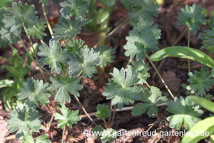 Geranium cinereum subsp. subcaulescens – Aschgrauer Storchschnabel