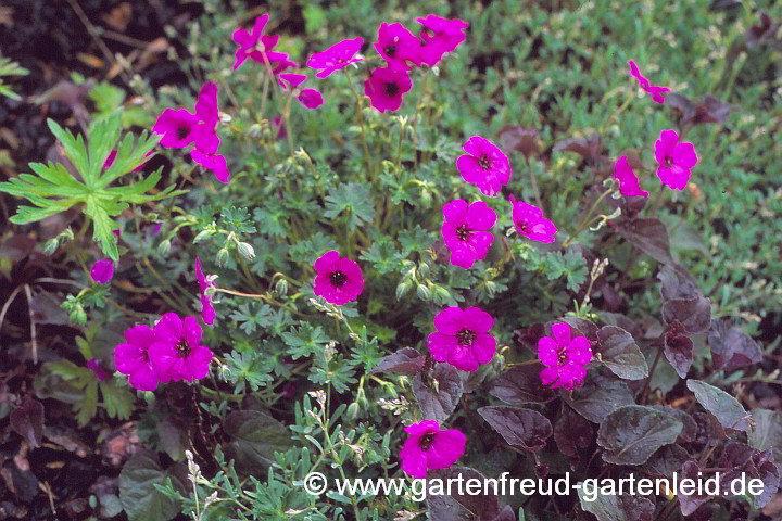 Geranium cinereum subsp. subcaulescens – Aschgrauer Storchschnabel