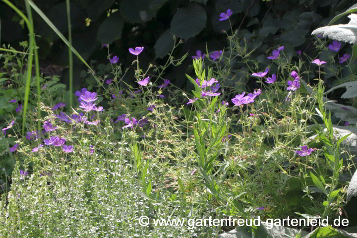 Geranium collinum 'Nimbus' – Hügel-Storchschnabel
