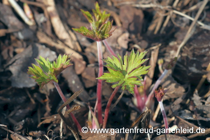 Geranium collinum 'Nimbus' – Hügel-Storchschnabel, Austrieb