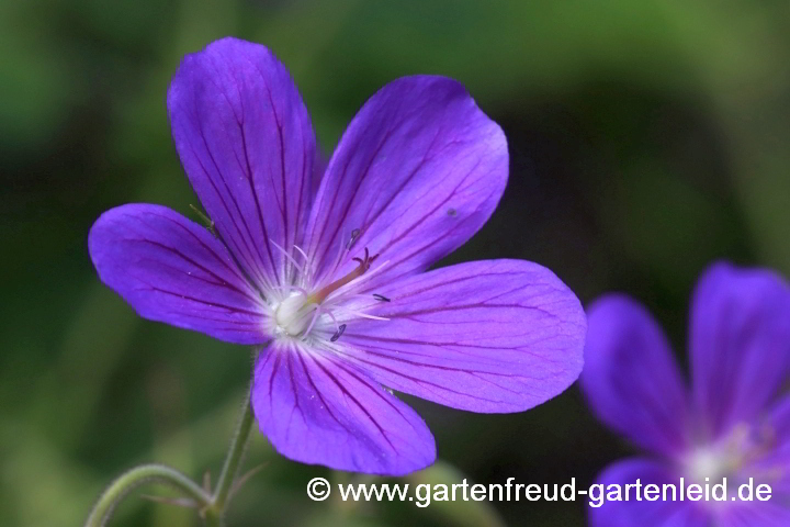 Geranium collinum 'Nimbus' – Hügel-Storchschnabel, Blüte