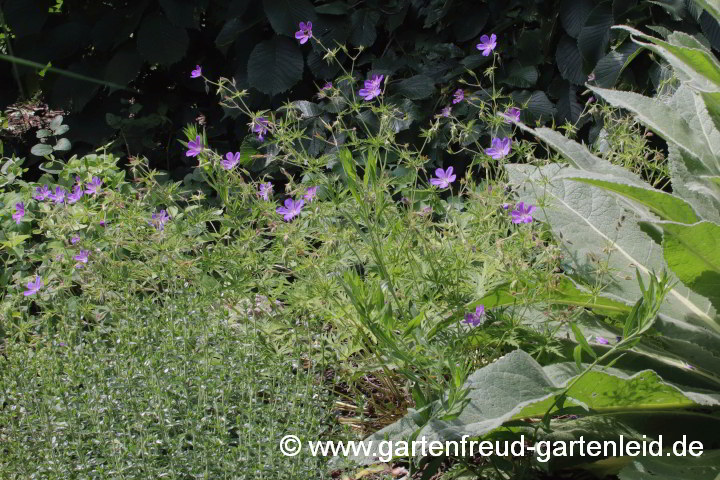 Geranium collinum 'Nimbus' – Hügel-Storchschnabel