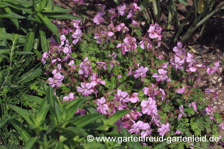 Geranium dalmaticum – Dalmatiner Storchschnabel