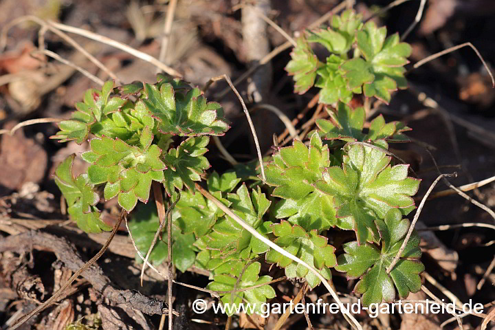 Geranium dalmaticum – Dalmatiner Storchschnabel, Austrieb