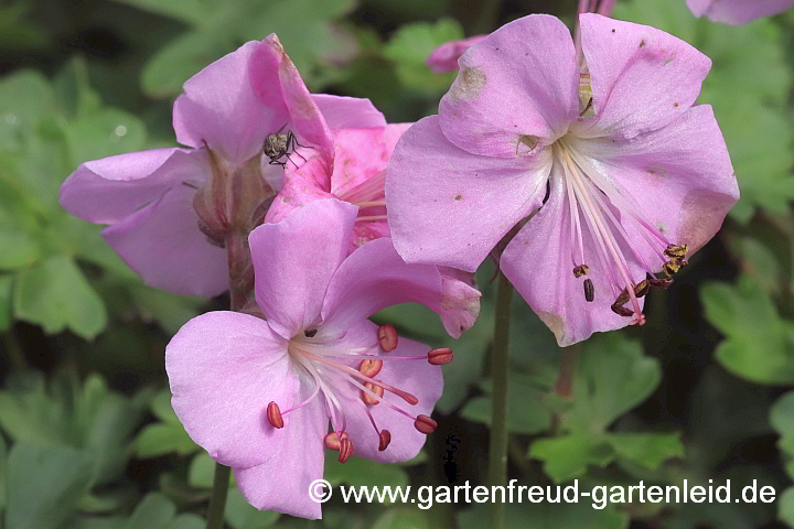 Geranium dalmaticum – Dalmatiner Storchschnabel