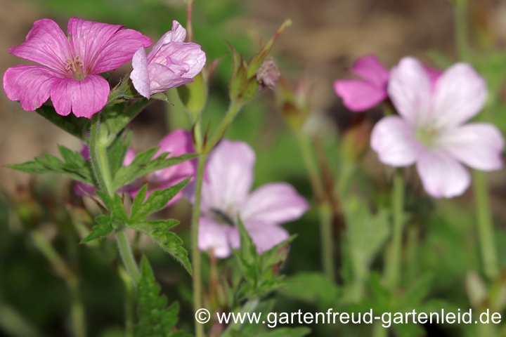 Geranium endressii &ndash; Basken-Storchschnabel, Bl&uuml;ten