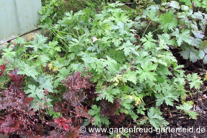 Geranium endressii &ndash; Basken-Storchschnabel Ende Septenber