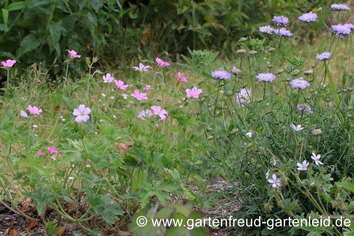 Geranium endressii mit Scabiosa columbaria 'Nana' &ndash; Basken-Storchschnabel mit Tauben-Skabiose