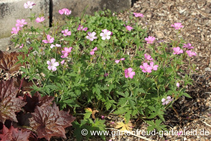 Geranium endressii &ndash; Basken-Storchschnabel