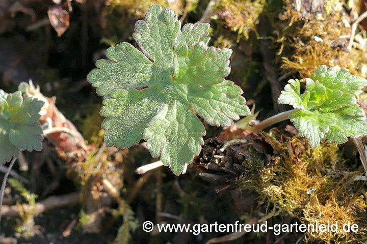 Geranium Gracile-Gruppe 'Sirak' – Zierlicher Storchschnabel, Austrieb