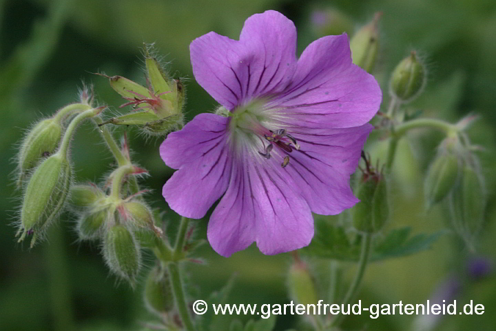 Geranium Gracile-Gruppe 'Sirak' – Zierlicher Storchschnabel