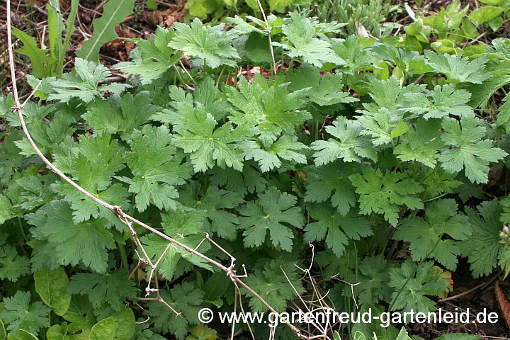 Geranium Gracile-Gruppe 'Sirak' – Zierlicher Storchschnabel