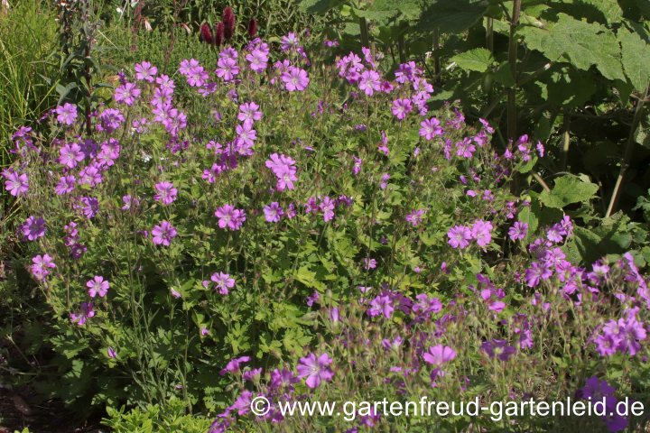 Geranium Gracile-Gruppe 'Sirak' – Zierlicher Storchschnabel