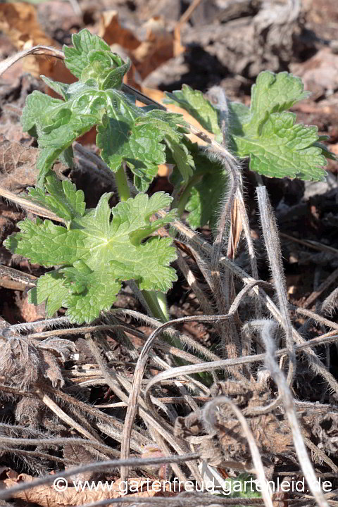 Geranium ibericum 'Vital' – Iberischer Storchschnabel