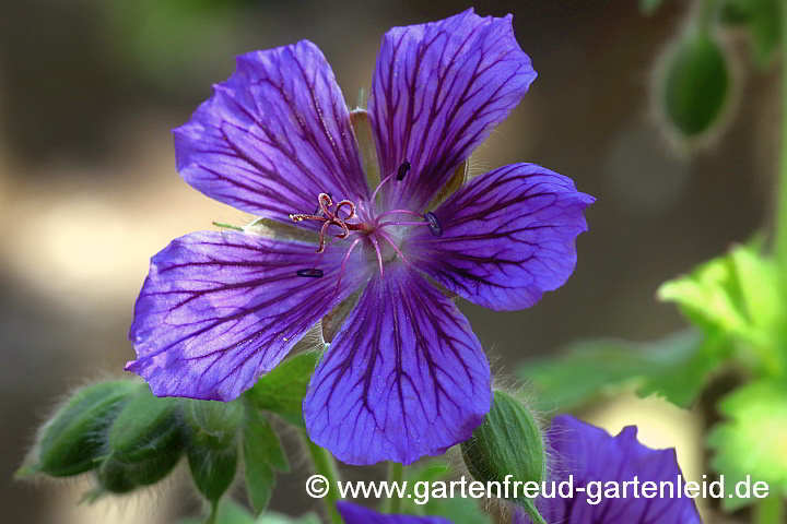 Geranium ibericum 'Vital' – Iberischer Storchschnabel