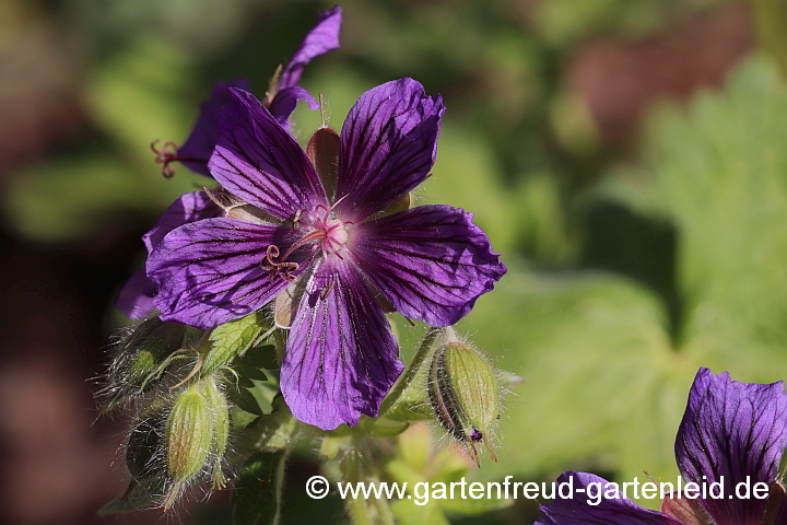 Geranium ibericum 'Vital' – Iberischer Storchschnabel