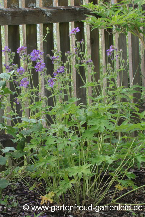 Geranium ibericum 'Vital' – Iberischer Storchschnabel