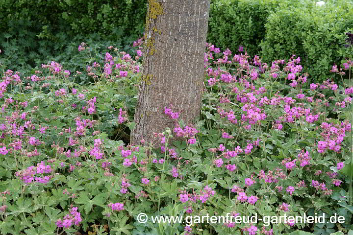 Geranium macrorrhizum 'Czakor' – Felsen-Storchschnabel