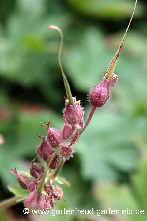 Geranium macrorrhizum 'Spessart' – Felsen-Storchschnabel, Fruchtstände