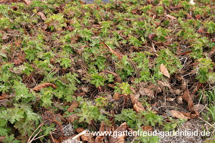 Geranium macrorrhizum 'Ingwersens Variety' im Frühling – Felsen-Storchschnabel
