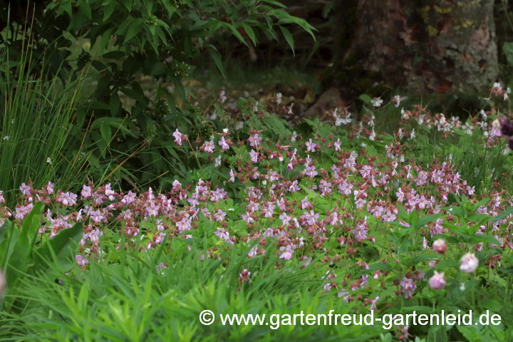 Geranium macrorrhizum 'Ingwersen' – Felsen-Storchschnabel