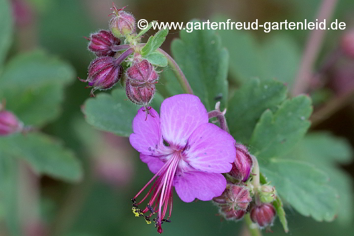 Geranium macrorrhizum 'Purpurrot' – Balkan-Storchschnabel