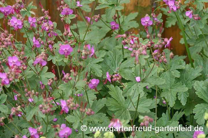 Geranium macrorrhizum 'Purpurrot' – Felsen-Storchschnabel