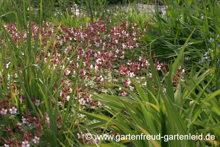 Geranium macrorrhizum 'Spessart' – Felsen-Storchschnabel