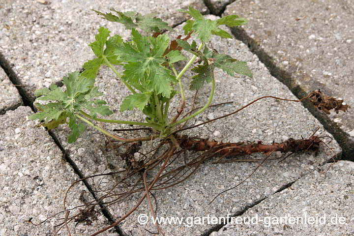 Geranium macrorrhizum – Felsen-Storchschnabel, Frühjahrsrieb