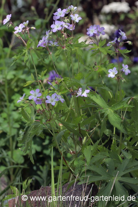 Geranium maculatum – Gefleckter Storchschnabel