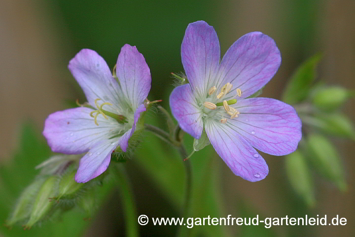 Geranium maculatum – Gefleckter Storchschnabel, Blüte