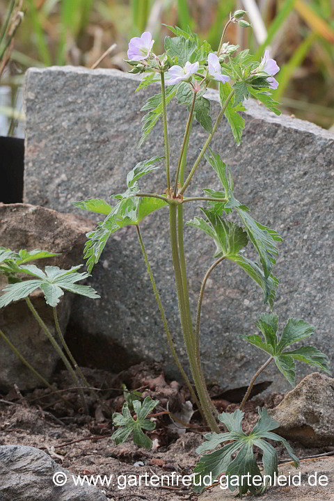Geranium maculatum – Gefleckter Storchschnabel
