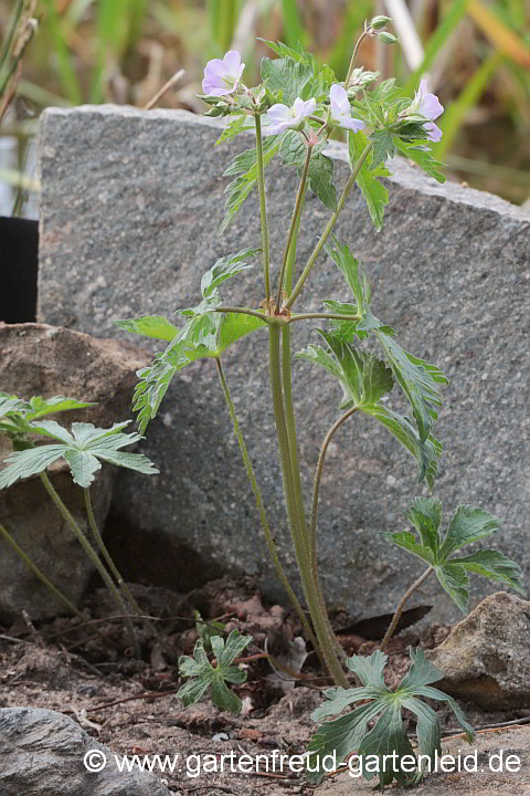 Geranium maculatum – Gefleckter Storchschnabel