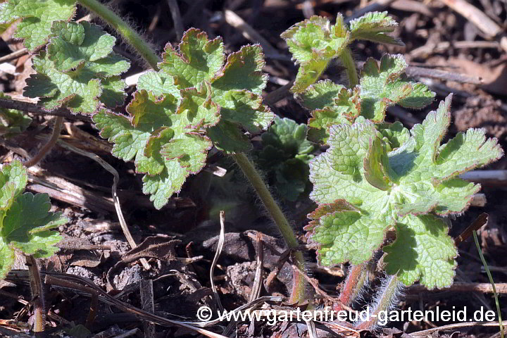 Geranium x magnificum – Pracht-Storchschnabel, Austrieb