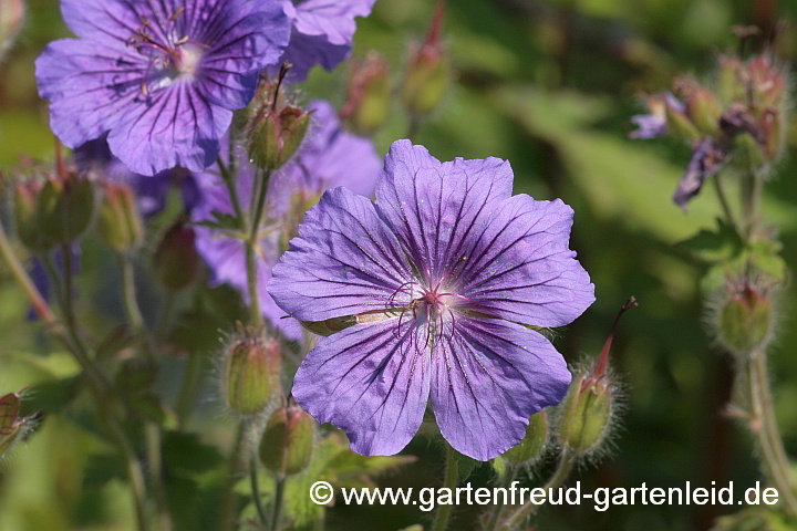 Geranium x magnificum – Pracht-Storchschnabel