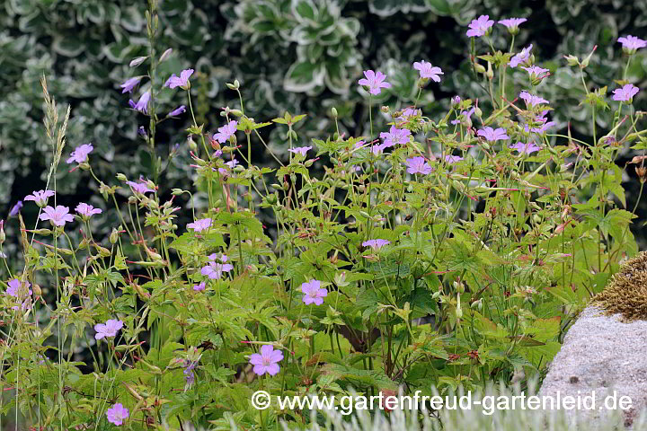 Geranium nodosum – Knotiger (Bergwald-)<wbr>Storchschnabel