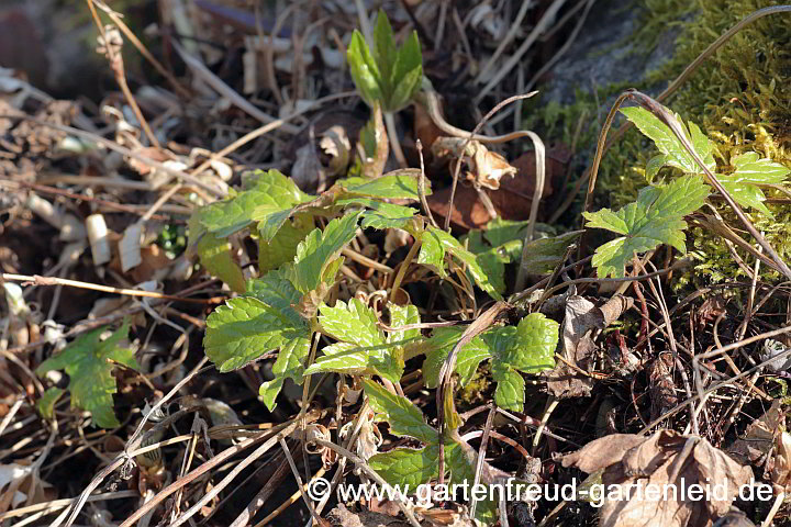 Geranium nodosum – Knotiger (Bergwald-)<wbr>Storchschnabel