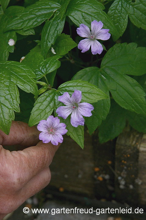 Geranium nodosum – Knotiger (Bergwald-)<wbr>Storchschnabel