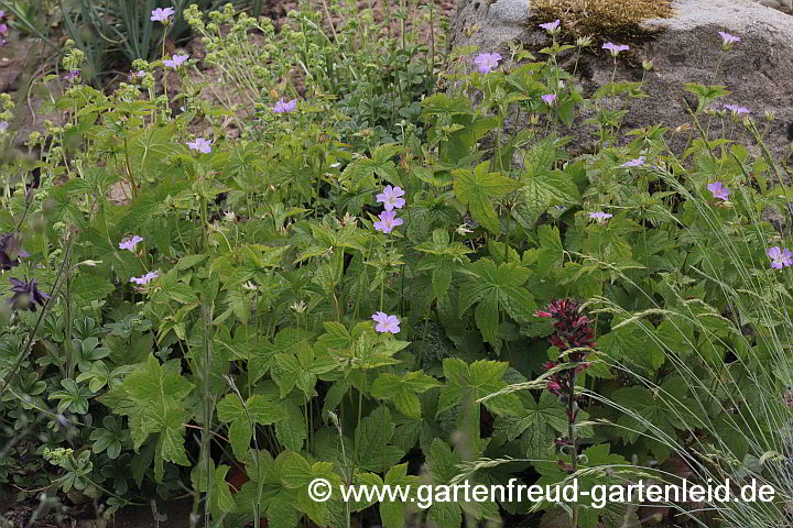 Geranium nodosum – Knotiger (Bergwald-)Storchschnabel