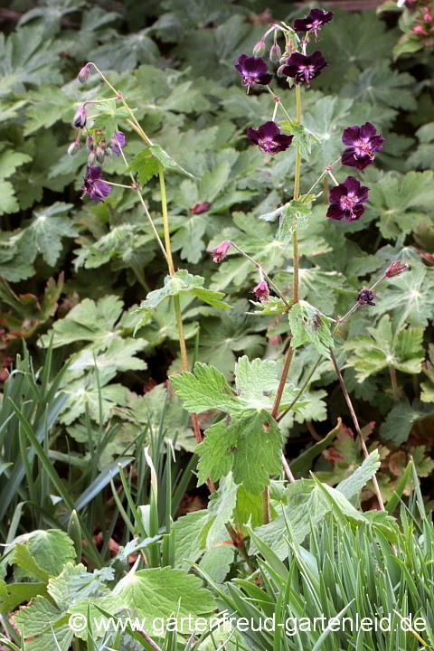 Geranium phaeum – Brauner Storchschnabel